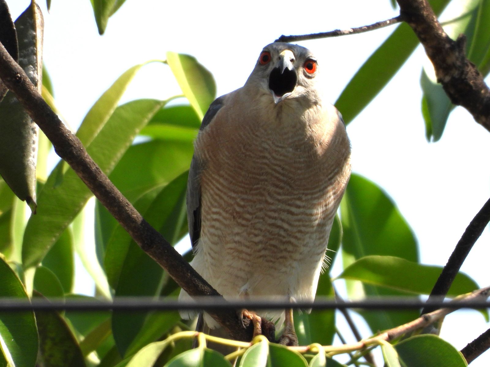 Bird Image